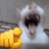 Animated laughing cat meme