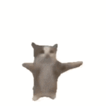Happy animated cat