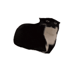 Animated Maxwell Cat meme
