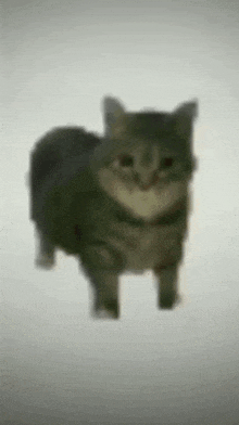 Animated spinning cat