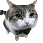 Animated cat in a suit